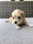 Maltipoo słodziak