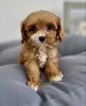 Cavapoo- dziewczynka