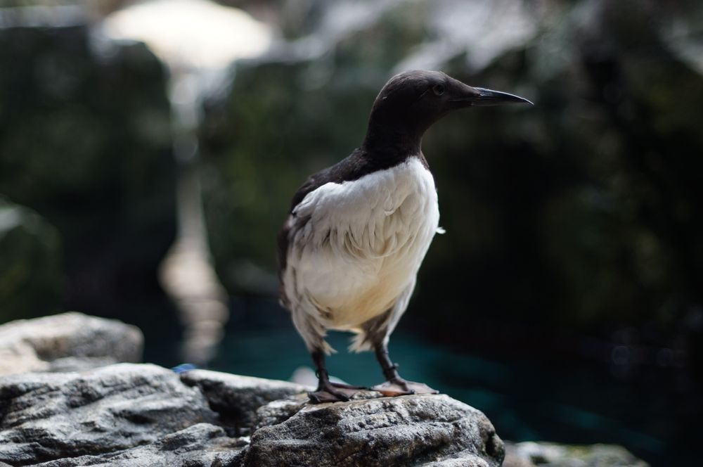 Câmera Mirrorless Sony Nex F3 ou Nex-F3 16 MP