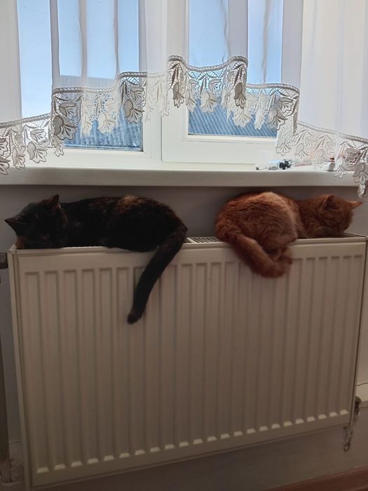 Кошенята в добрі руки