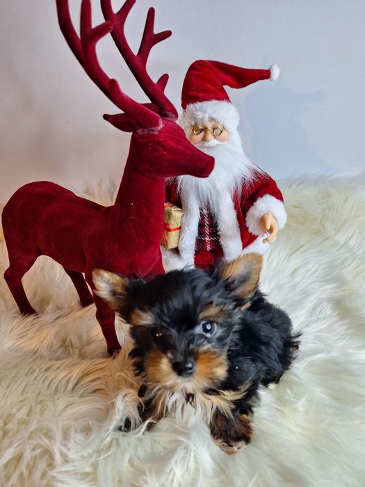 York malutka drobniutka sunia