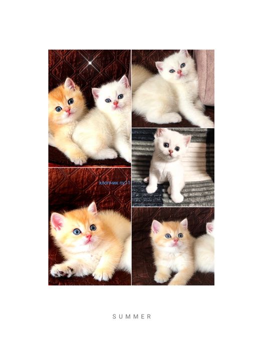 Купить золотую шиншиллу . Украина