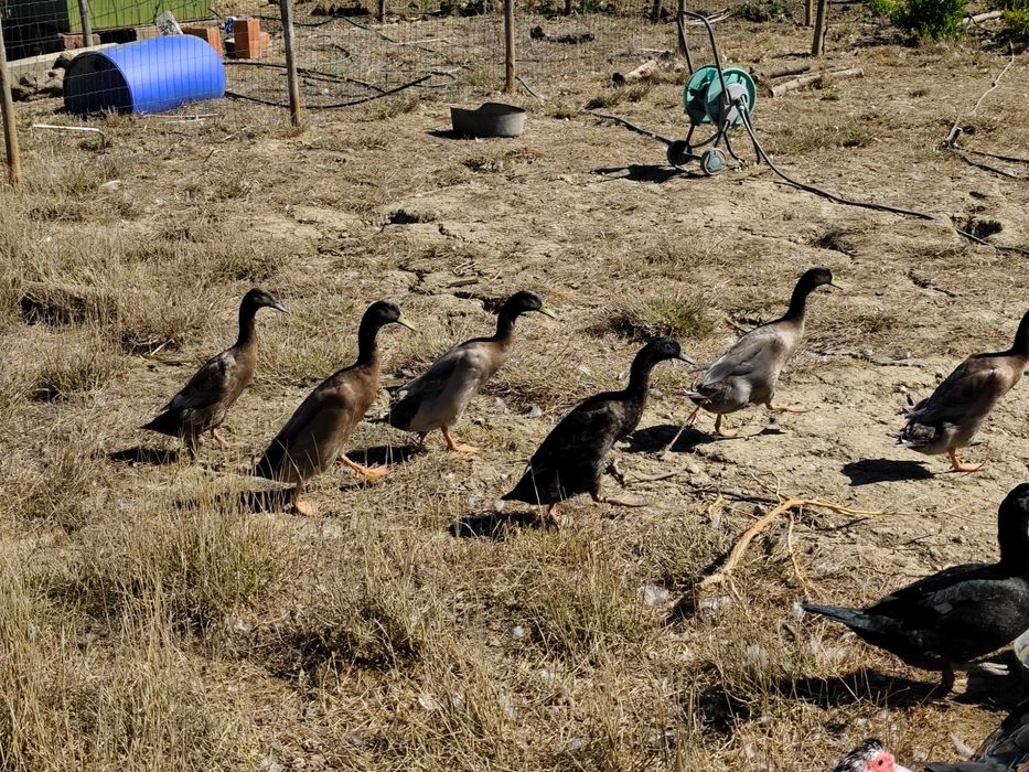 Patos corredores indianos