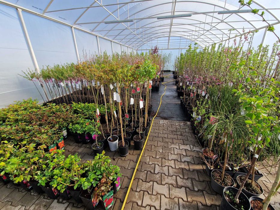 Drzewka Owocowe, Drzewka Ozdobne