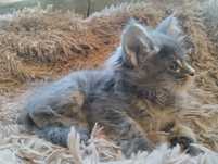 Maine coon z rodowodem