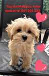 Maltipoo suczka gotowa do nowego domku