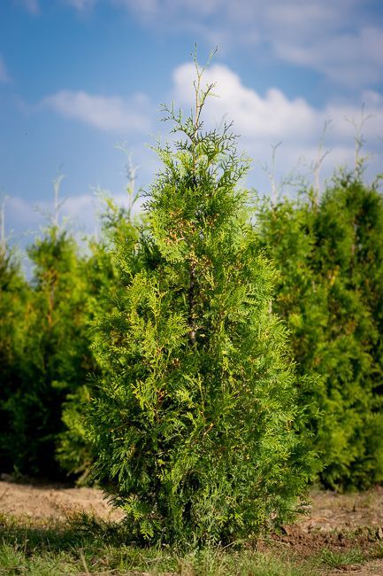 Tuja brabant gęsta sadzonka premium 160cm żywopłot wiosenna PROMOCJA!