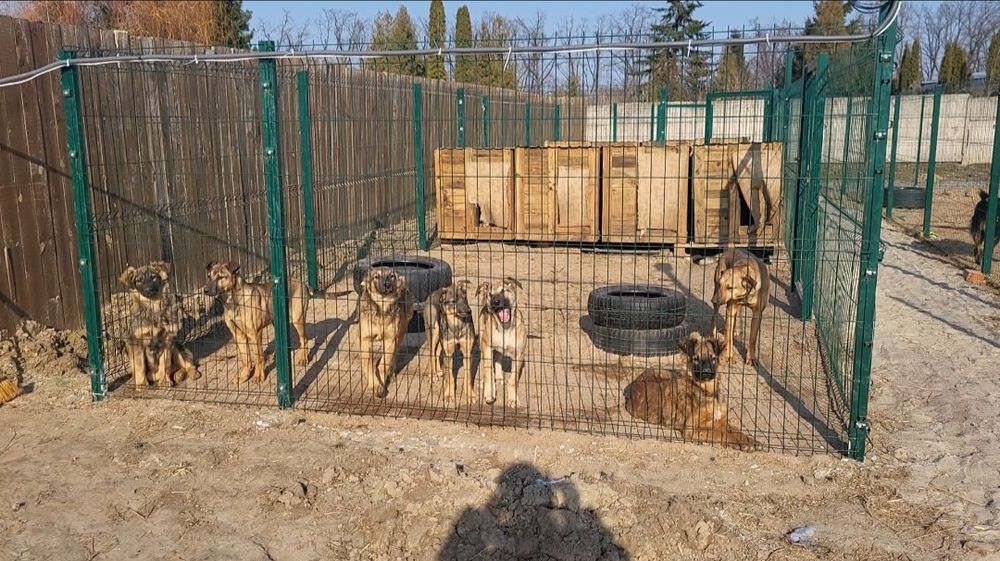 Передержка для животных