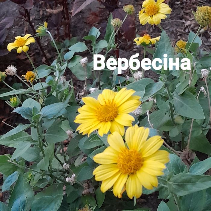 Набір насіння однорічних квітів