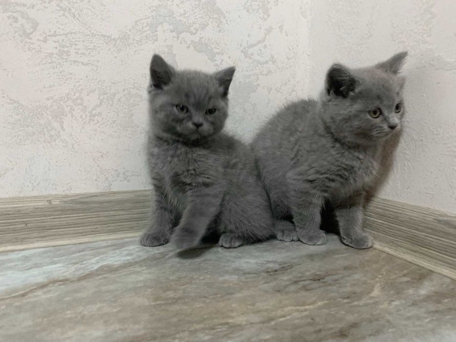 Продам прямовухих шотландських котенят