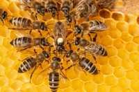 Продам бджоло сім'ї, мед та продукти бджільництва