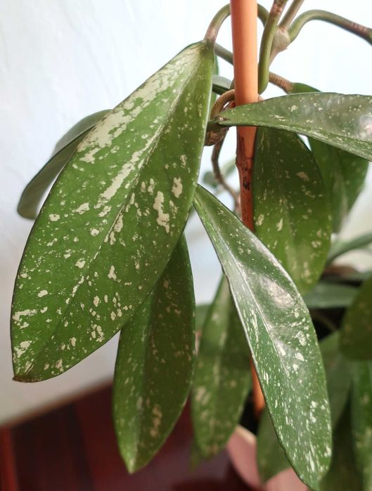 Хойя pubicalyx Silver pink