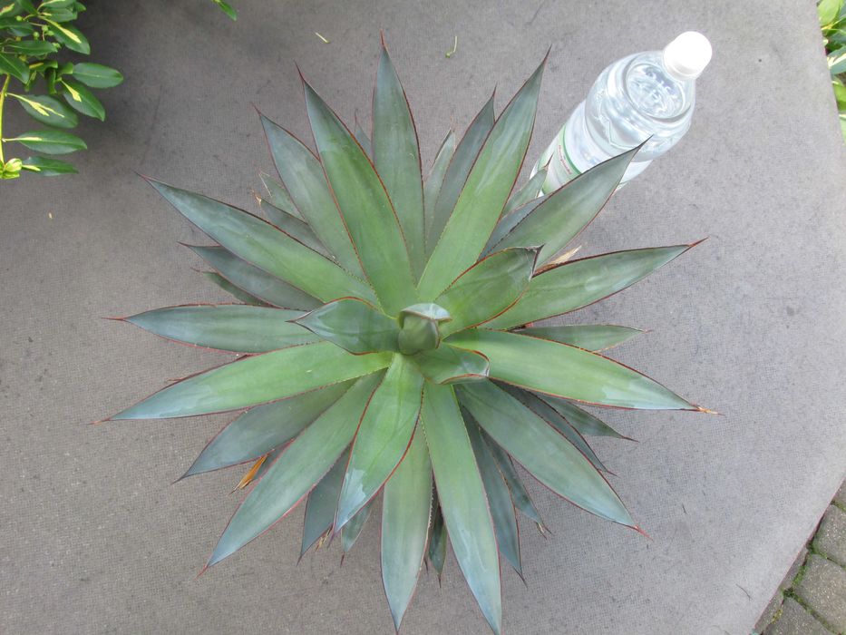 Prześliczna dorosła agawa z czerwonymi brzegami - agave Blue Glow