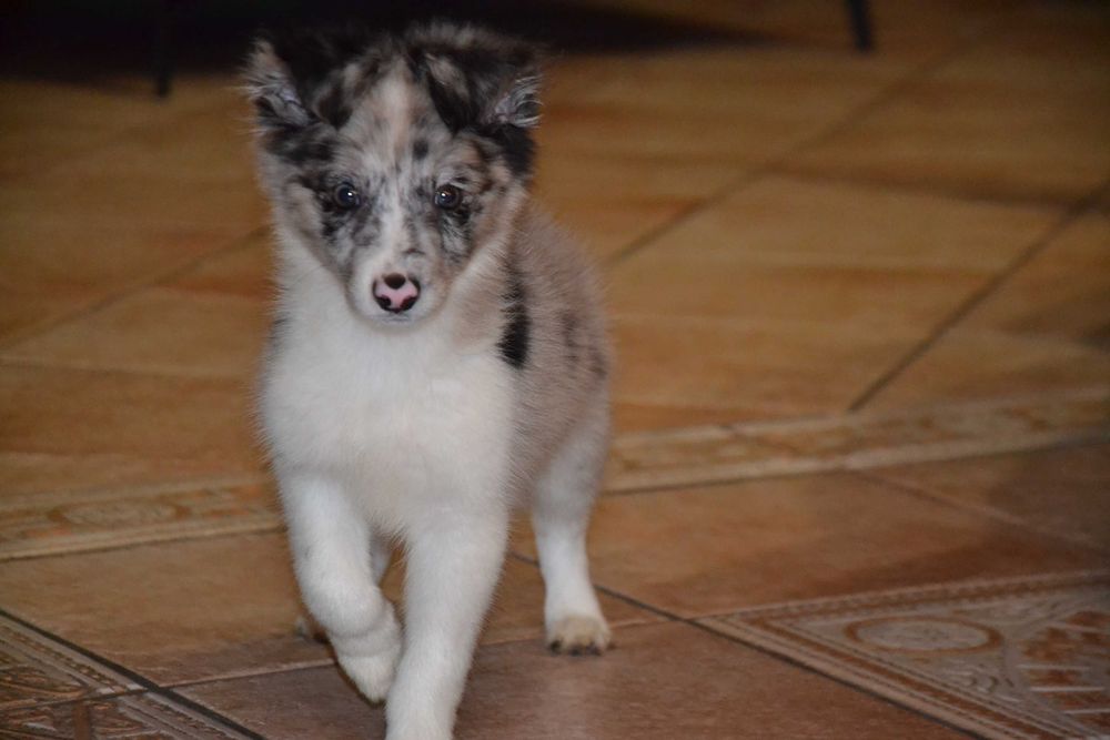 Border Collie suczka