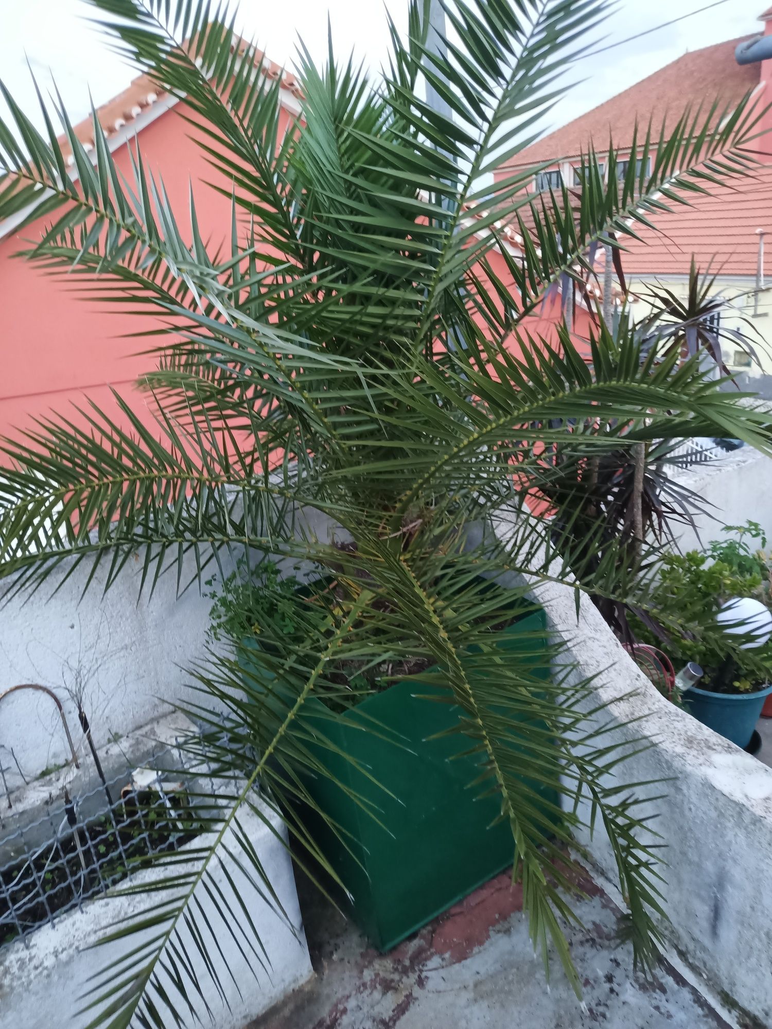 Plantas para jardim