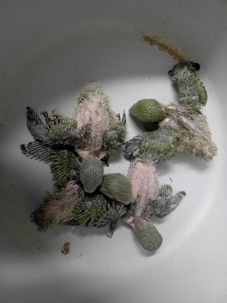 Agapornis Rossicolis criar à mão e independentes Aveiro