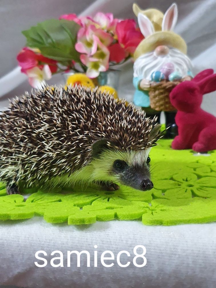 Jeż afrykanski jez pigmejski