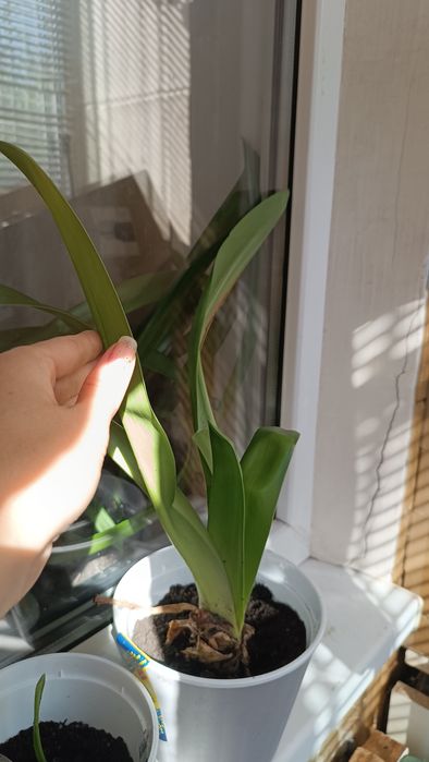 Гиппеаструм лилии, луковицы в подарок