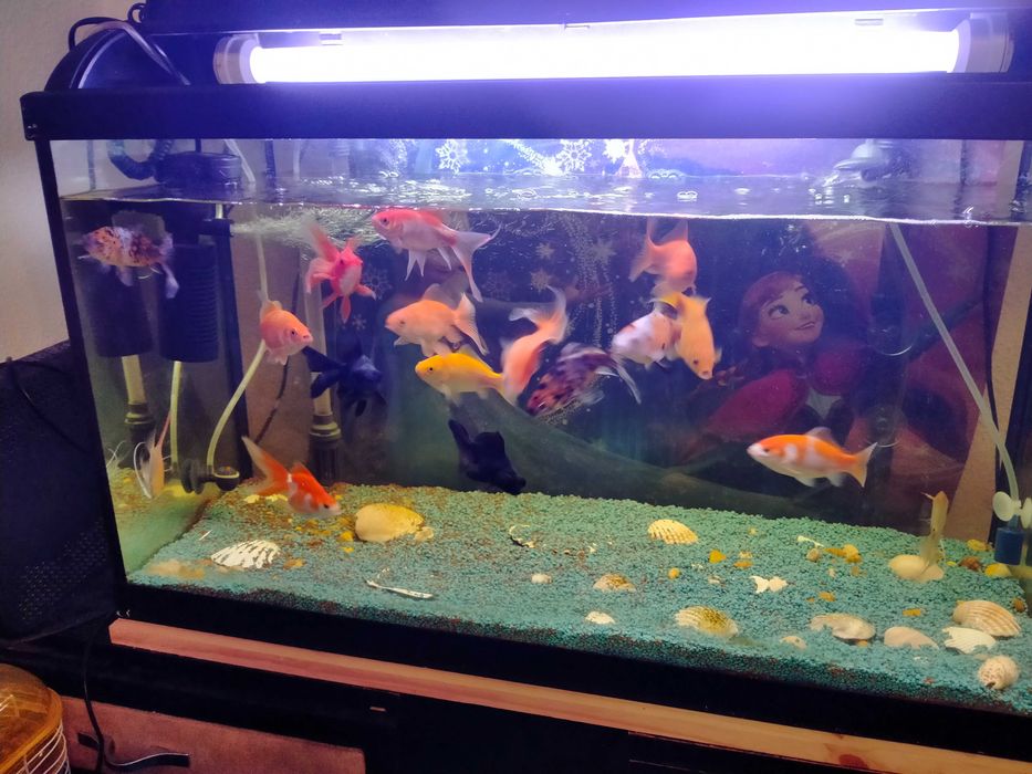 Vendo peixes água fria