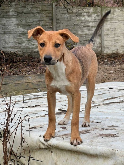 Ava młodziutka sunia szuka domu