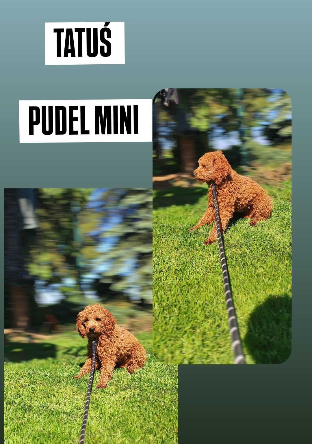 Rodowodowe Urocze Szczenięta Cavapoo  • GOTOWE DO ODBIORU •