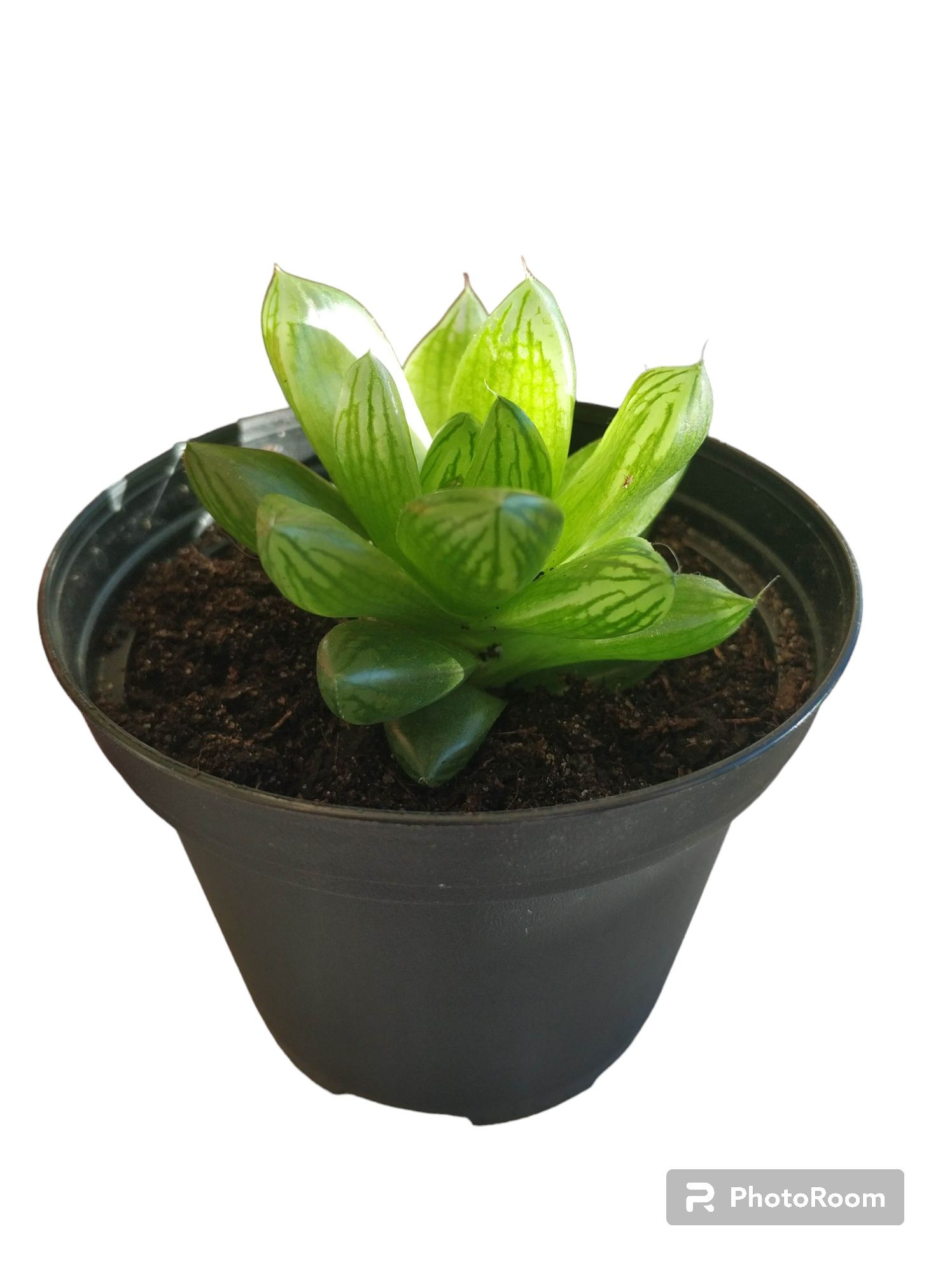 Planta Suculenta Haworthia cooperi