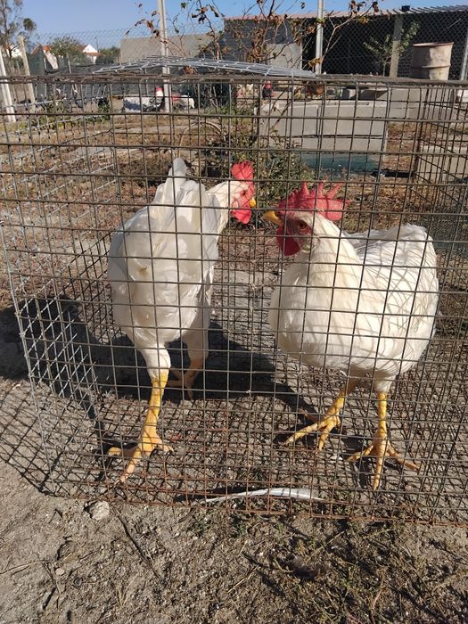 Dois galitos leghorn para conhecer novas capoeiras