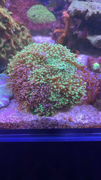 Coral Euphyllia com mais de 20 cabeças