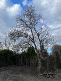Drzewo orzechowe orzech włoski do wycięcia