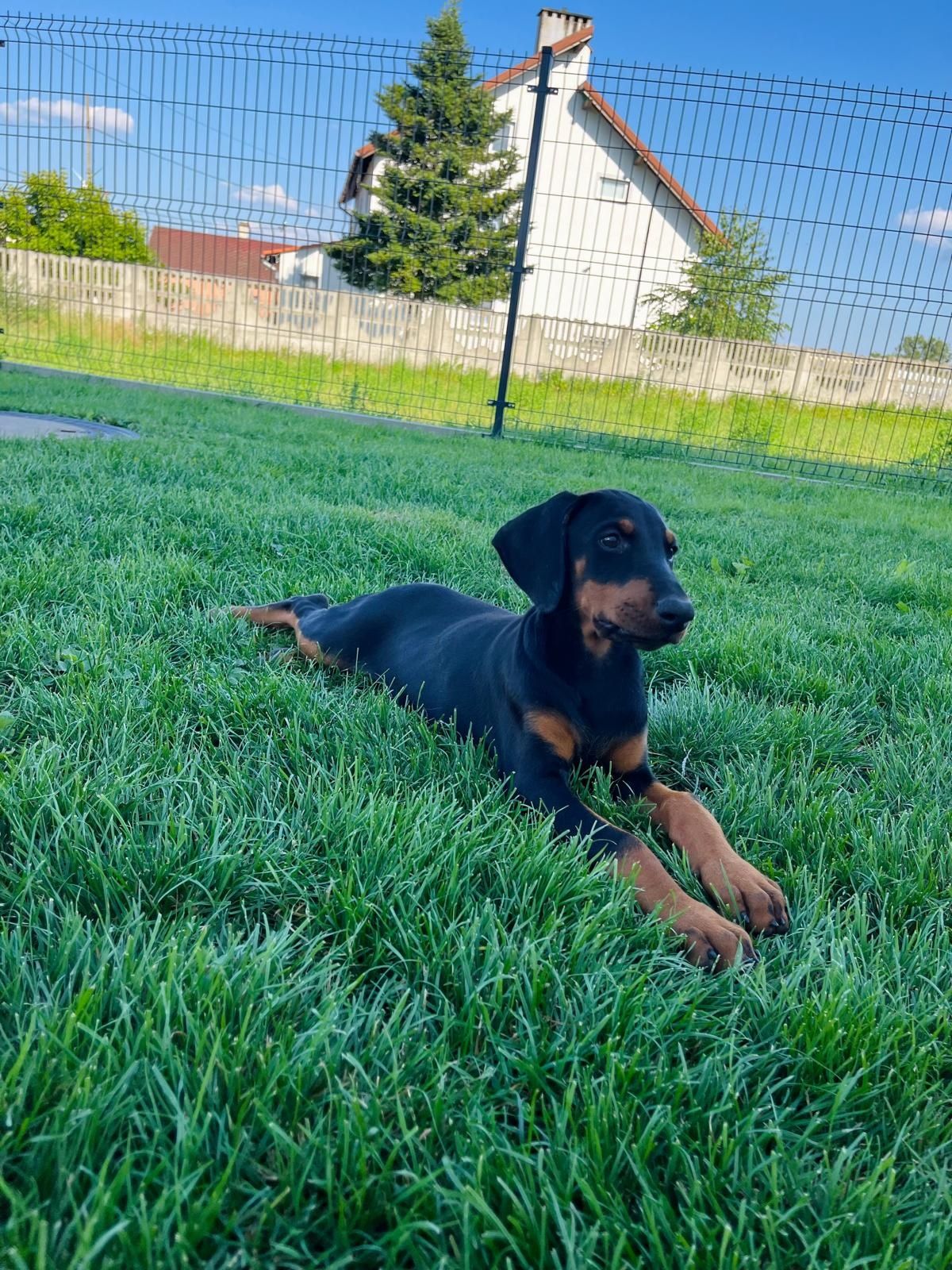 Suczka Doberman!! Gotowa do odbioru!!