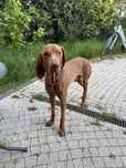 Wyzel wegierski do adopcji