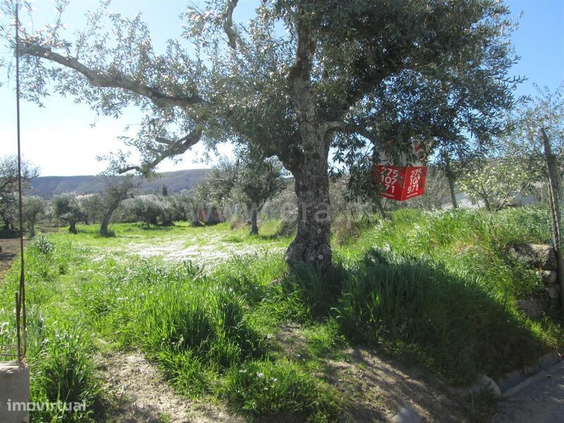 Quintinha T1 / Fundão, Telhado