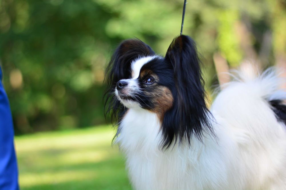 Papillon - piękny piesek Champion FCI