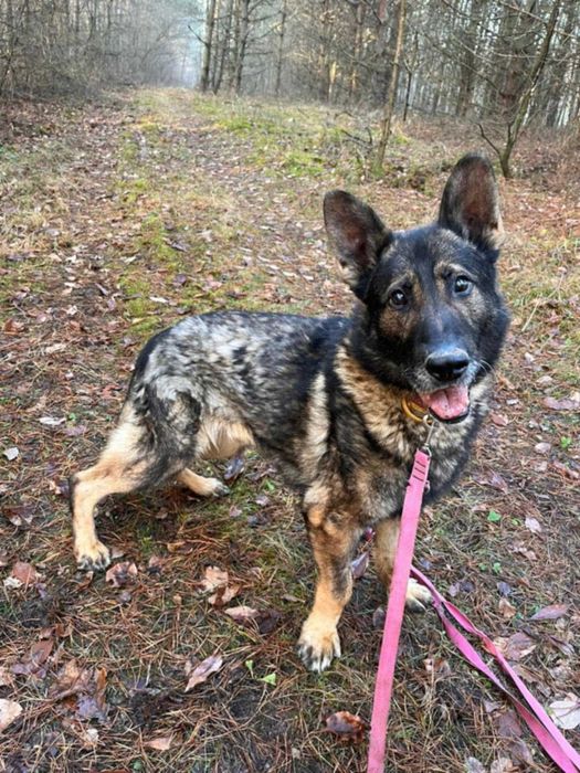 WOJTUŚ - młody, pozytywny psiak w typie owczarka szuka domu !!