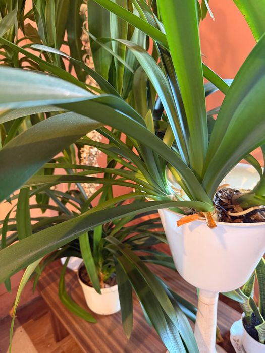 Żywe kwiatki doniczkowe Dracena 1,6 m i inne 5 szt.
