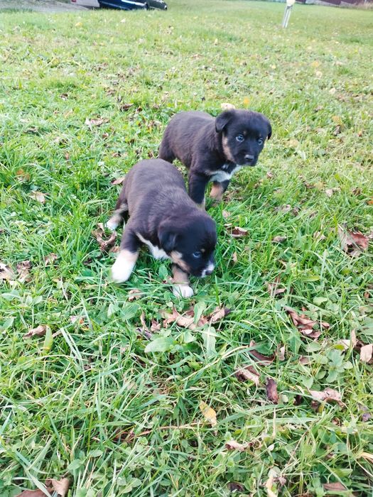 Oddam szczeniaki pinczer miniaturowy mieszany z kundelkiem