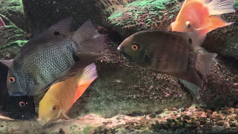 Pielęgnice Severum Green 20 cm +