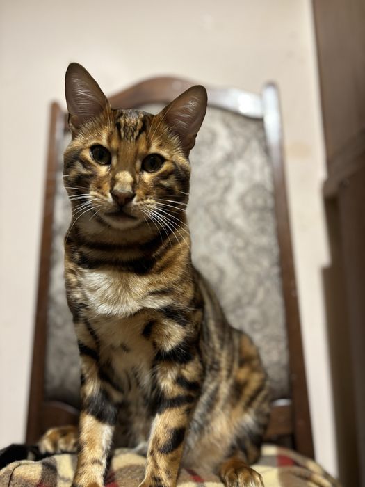 Бенгальський мачо шукає чарівну наречену