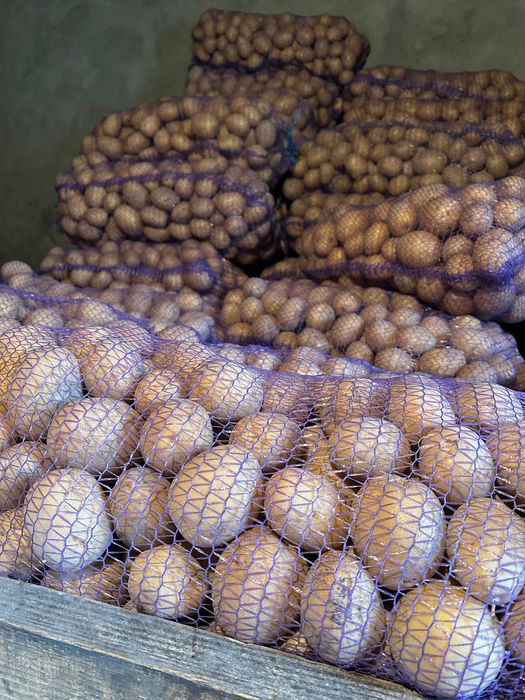 Продається домашня смачна картопля, сорт “Melody”, всередині жовта.
