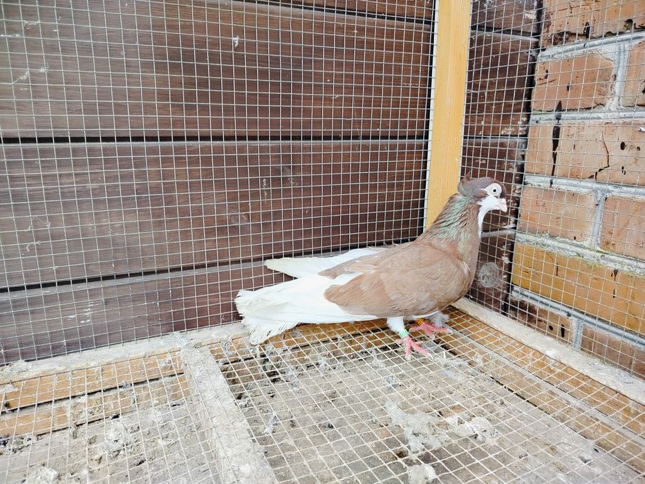 Samiczka gołębie zamojskie