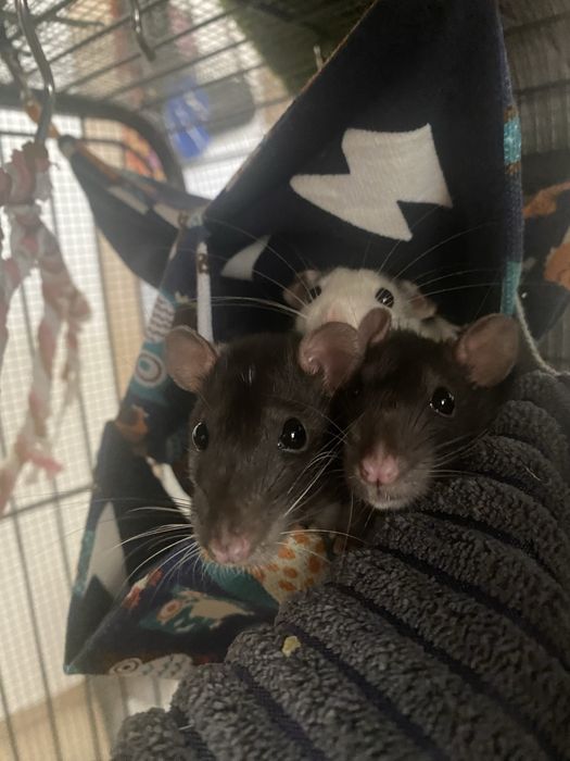 szczury, szczurki, samice