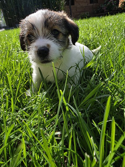 Jack Russell Terrier szorstkowłosy