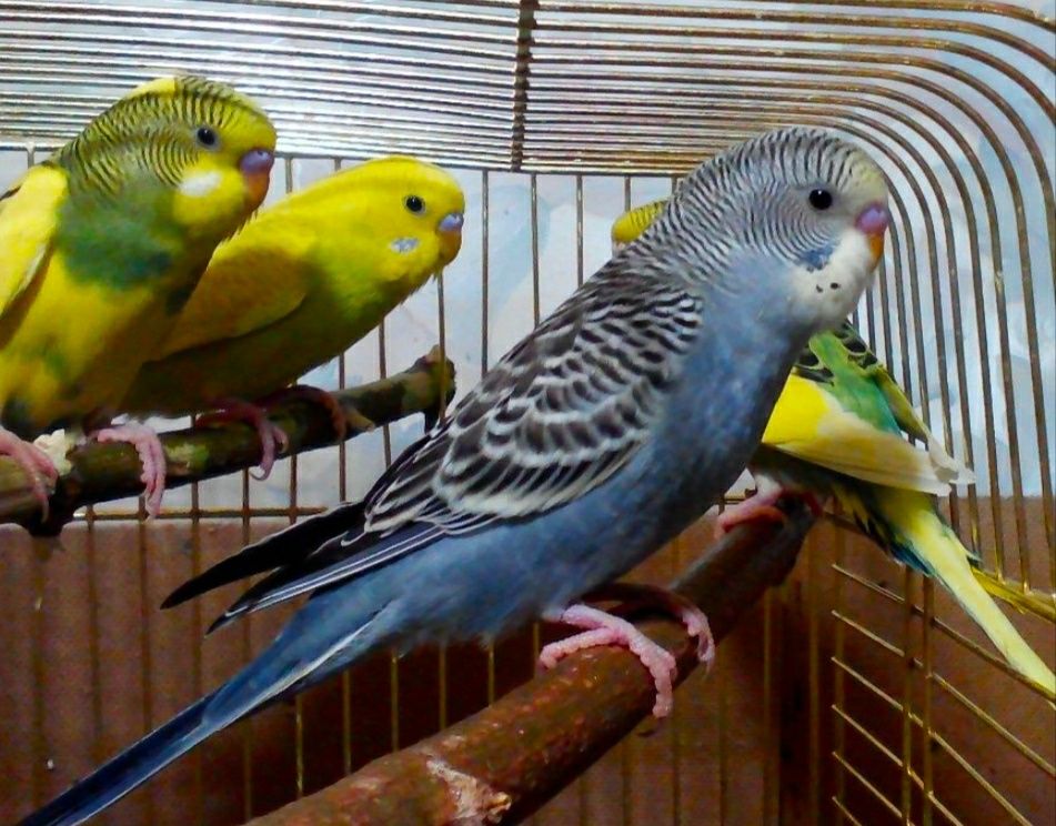 Молоденькие волнистые  неразлучники волнистые попугаи