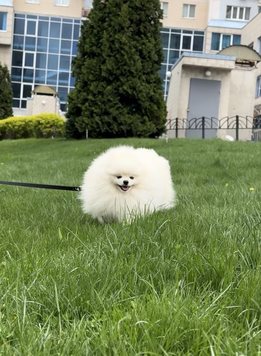 Шикарний Померанський шпіц хлопчик для вʼязки