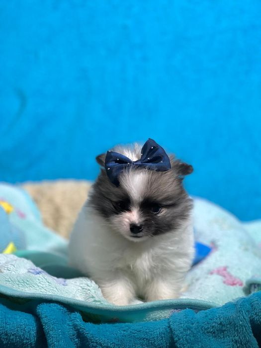 Lulu da Pomerânia  menino Micro Miniatura com Lop e Afixo