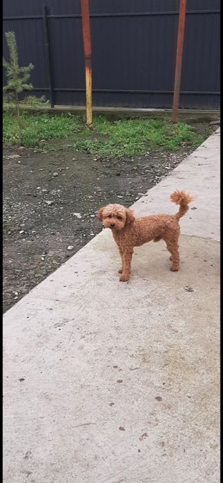 Хлопчик червоний