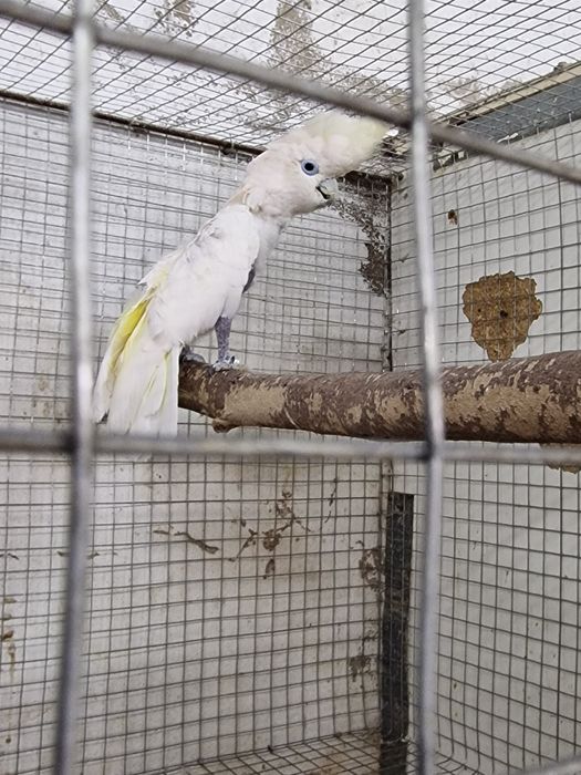 Catatua ducorps ducorps