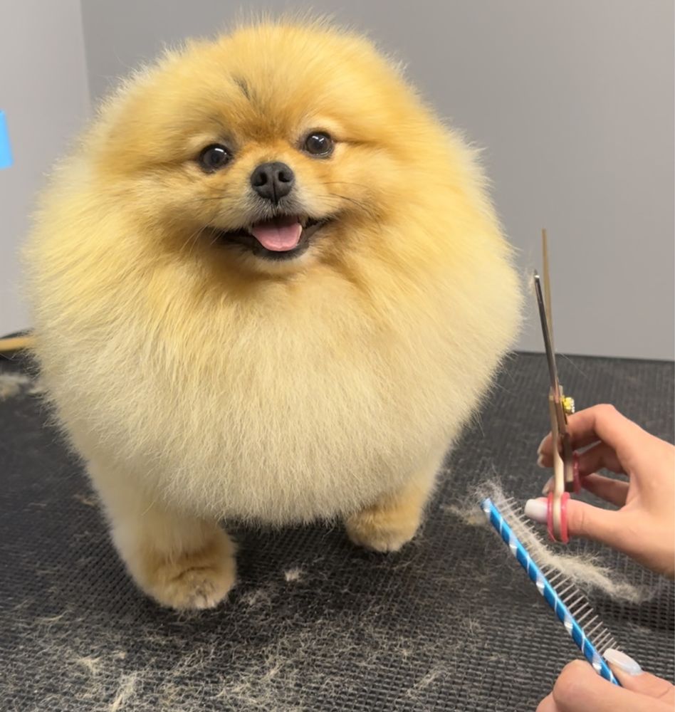 Salon pielęgnacji psów - Psi fryzjer