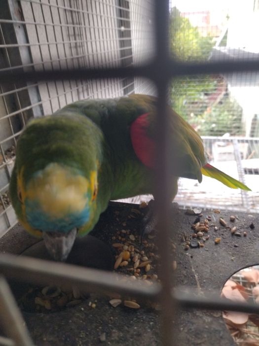 Papagaio  astiva