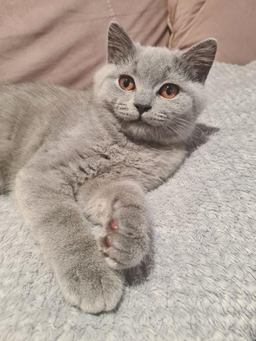 Kocięta brytyjskie krótkowłose, British Shorthair
